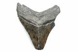 Serrated, Fossil Megalodon Tooth - South Carolina #370459-1